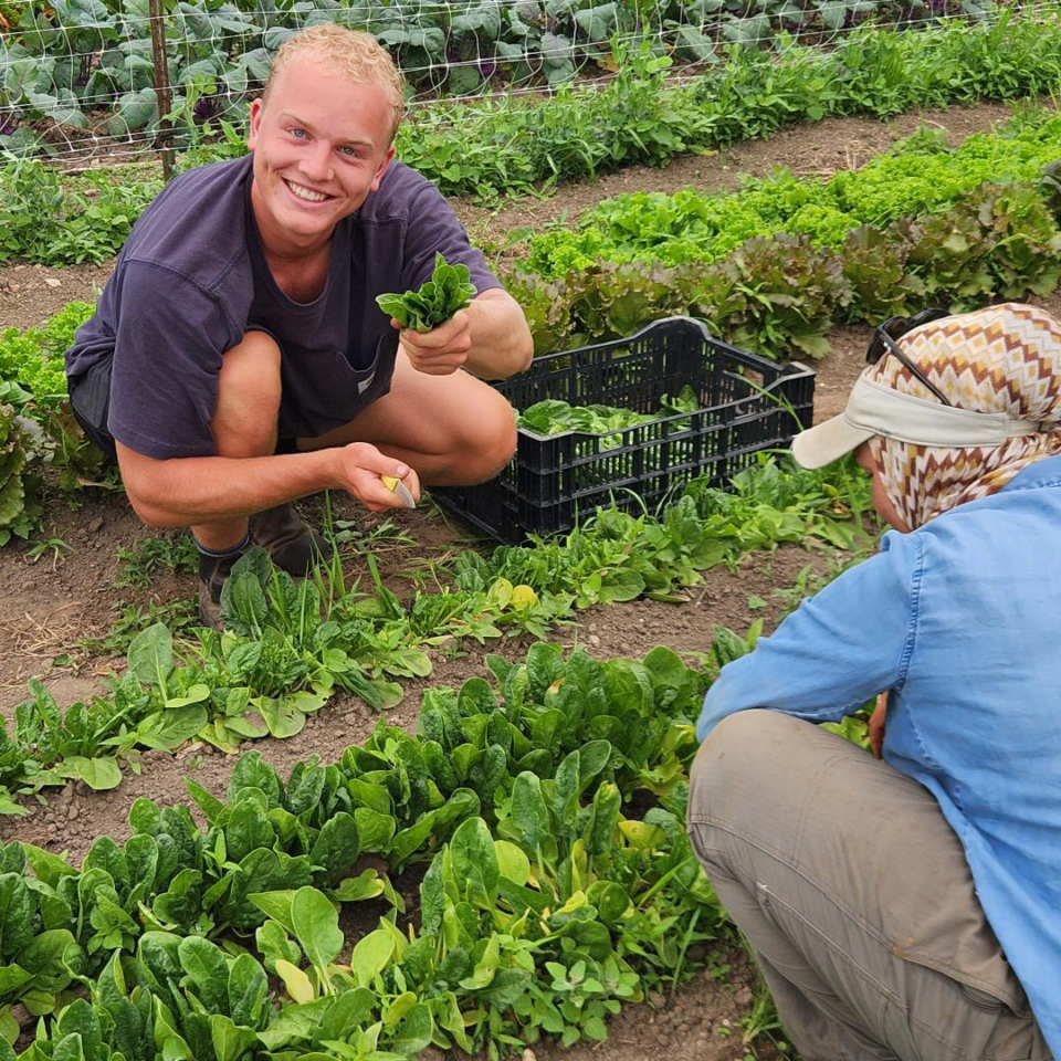 Winterspring farm worker holding lettuce working in the field