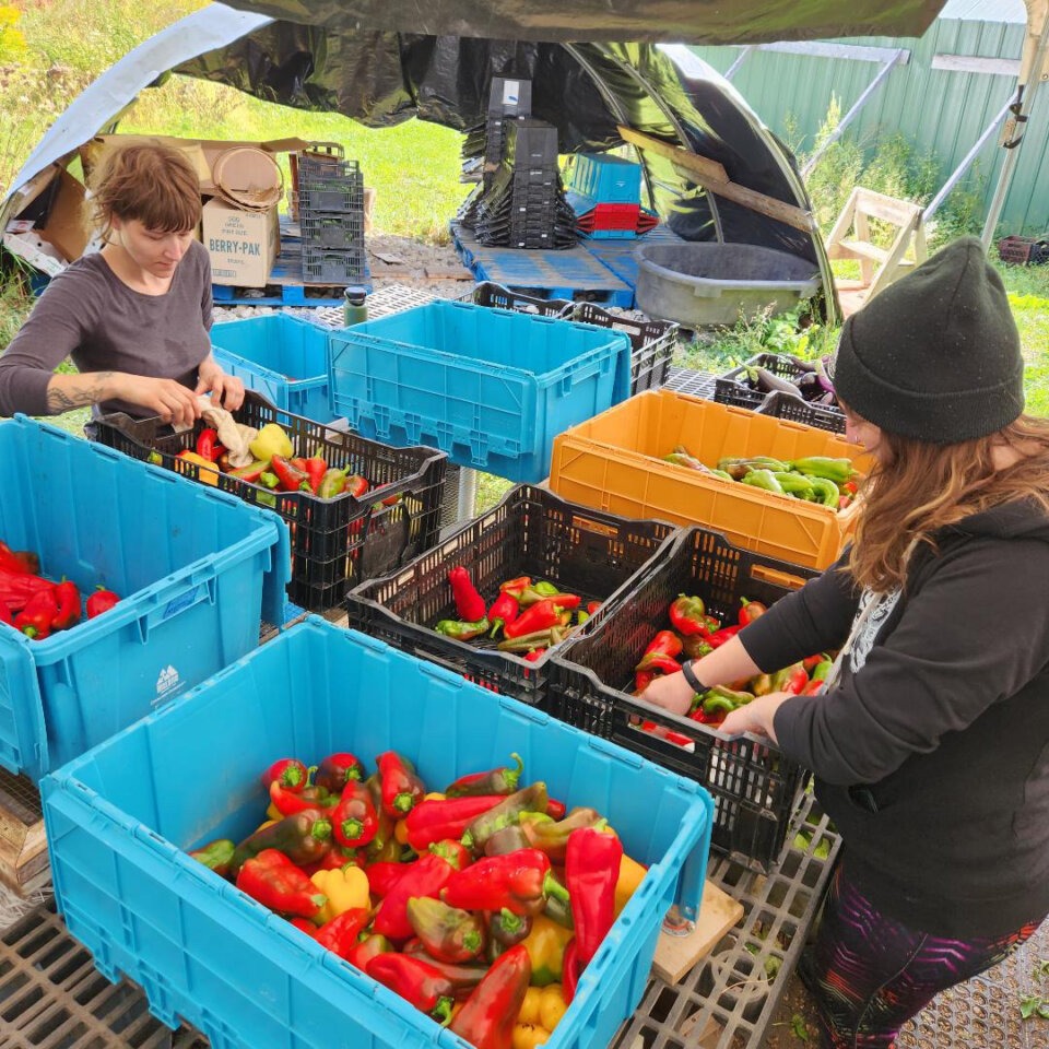 Bell peppers packaged up into produce boxes